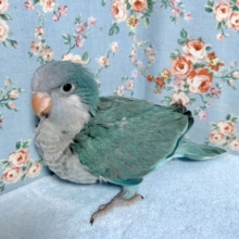 オキナインコ  ブルー 雛ちゃんお久しぶり入舎 6/13
