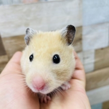 にぎにぎできちゃうハムちゃんです！キンクマハムスターの女の子！