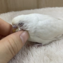 最新画像になりますよ☆天使の色♡おめめは赤です！　セキセイインコ　アルビノ
