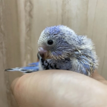 華やかな〜セキセイさん！水色好きさんにはたまりません！　セキセイインコ　オパーリン