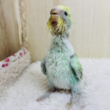 ちょこちょこお散歩するよっ♪ セキセイインコ パステルカラーレインボー