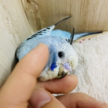 水色カラーの人気者！　セキセイインコ　オパーリン