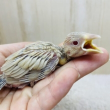 シナモンさんやってきましたよ〜　シナモン文鳥！