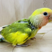 色とりどり〜見た目バッチリコザクラちゃん！　コザクラインコ　タイガーチェリー
