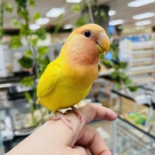 とにかく人が大好き♡♡コザクラインコ(ルチノーオパーリン)