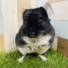 まん丸おめめで可愛らしい顔立ちのチンチラ！！ブラックパール男の子やって来ました〜