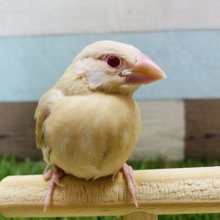 人気のあるカラーです♪赤目がポイントのシナモン文鳥！