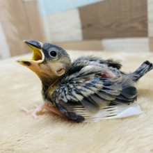 大きなお口でご飯のアピール♪桜文鳥の雛がやって来ました〜