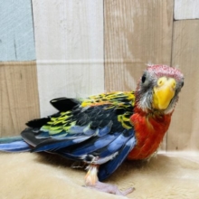 カラフルな珍しいインコさん！アカナナクサインコ！