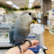 【最新画像あり！】いっぱい食べるよ！！コザクラインコ(ブルー)
