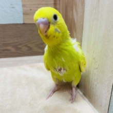 カラーと模様が薄めの大人しい仔！セキセイインコのスパングルパイドカラー！