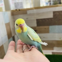 綺麗すぎ☆パステルレインボーパイドセキセイインコ♪