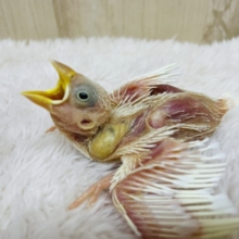 ヒナヒナ白文鳥さんになりますよ〜！　文鳥