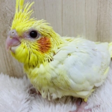 黄色いからだの怪獣さん！！　オカメインコ　ルチノー