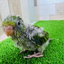激レアさん！謎多きアサギリインコ☆