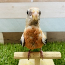 最新画像有り☆のんびりマイペースな仔！アキクサインコのローズカラー！