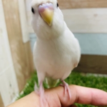 肩が大好きな真っ白ちゃん！セキセイインコのダブルファクターカラー！