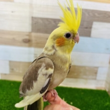 姿勢がとっていいんです☆シナモンパイド!オカメインコさん♪