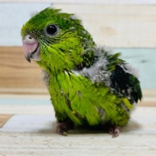 グリーンがキレイ♪サザナミインコさん！