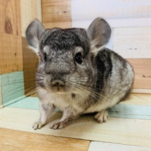 ちょこん♡チンチラ(グレー)ちゃん♪