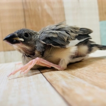 大きなお口でごはんを催促♪桜文鳥さん☆
