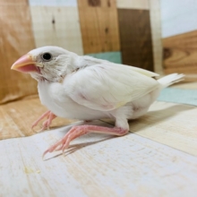 探している方も多い真っ白な鳥さん！白文鳥さん♪
