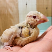手によじ登ってきます！シナモン文鳥さん☆