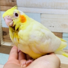 口を開いているお顔が愛くるしい♡オカメインコ(ルチノー)さん♪