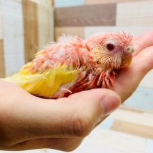 人気のピンクの鳥さん♪カワイイ声が人気のアキクサインコ(ルビノー)さん♡