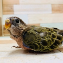 落ち着いた色合い♪アキクサインコ(ノーマル)さん☆
