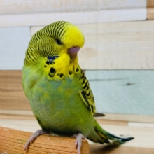 もふっと感が成長してます！ジャンボセキセイインコさん☆