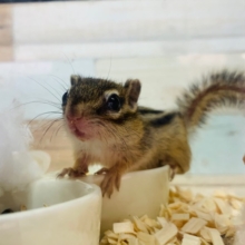 ちびちゃん♡すばしっこいです！シマリスちゃん♡