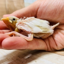 人気沸騰中☆まだハダカの白文鳥さん♪