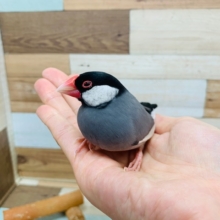 手に乗ってきてくれます♪桜文鳥さん!!