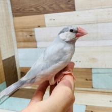 模様がうっすら出てきました!シルバー文鳥さん!!