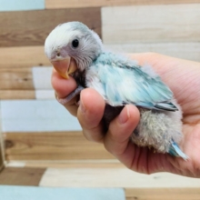 レアな素敵カラー☆　コザクラインコ(ブルーチェリーオパーリンパイド)さん!!