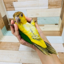 慎重派☆少しにぎころもできます！シロハラインコくん！