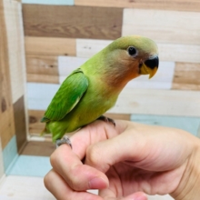 かまってちゃんが可愛すぎ♡コザクラインコ(オパーリン)さん☆
