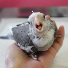 オカメインコ(WFパイド)ヒナちゃん入舎です✴