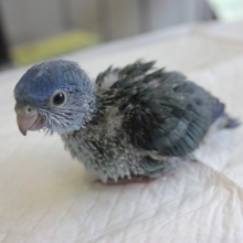優しくとってもおしとやか…💙サザナミインコ(ブルー)ヒナちゃんです