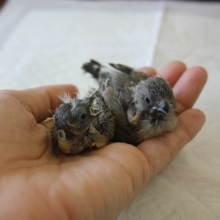 キンカチョウのヒナちゃん、入舎です🥰
