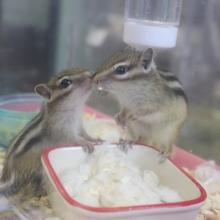 シマリスベビー入舎2★男のコチーム🐿♂