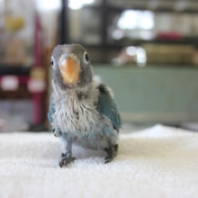 ﾃｸﾃｸﾃｸ🐾ボタンインコさんがやって来た💙(ブルー)