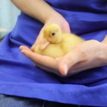 ピヨピヨ天使🦆💛コールダックさんだよ♩