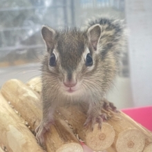 瞬足💛シマリス　女の子　2022年5月生まれ