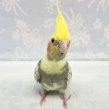 トサカすごい💛オカメインコ（パールパイド）　2022年5月生まれ