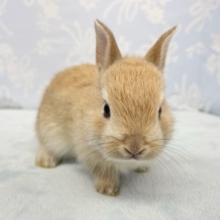 ピョン💛ピョン💛ミニウサギ（オレンジ）男の子　2022年5月生まれ