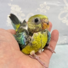 癒し💛美声インコ（オパーリン）2022月5月生まれ