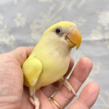 ★最新画像★黄色いさくらんぼ💛小桜インコ（クリームゴールデン）2022年5月生まれ