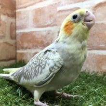 淡いカフェオレカラー　オカメインコシナモンパールパイド　R４　６／１撮影